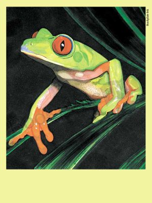 C103-tree-frog-bookplate
