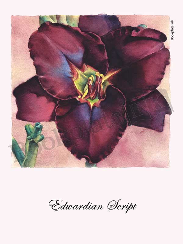 C115 - Daylily flower bookplate - Image 4