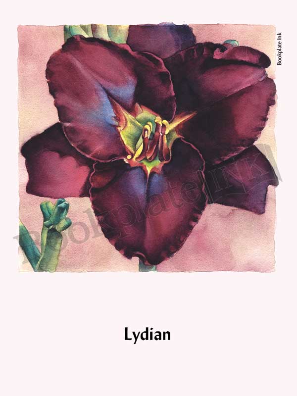 C115 - Daylily flower bookplate - Image 10