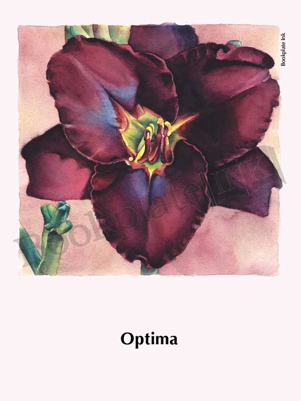 C115 - Daylily flower bookplate - Image 13