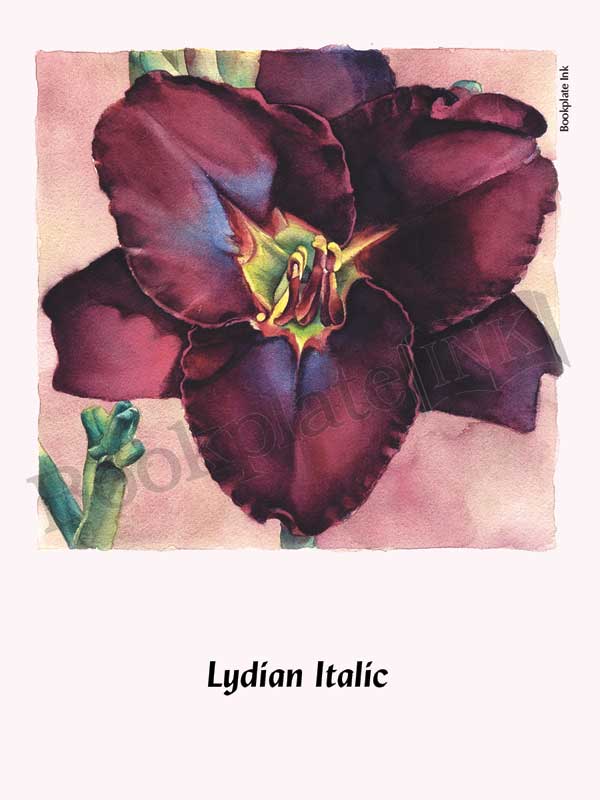 C115 - Daylily flower bookplate - Image 11
