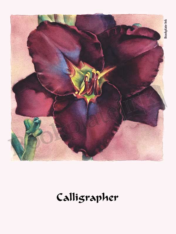 C115 - Daylily flower bookplate - Image 2