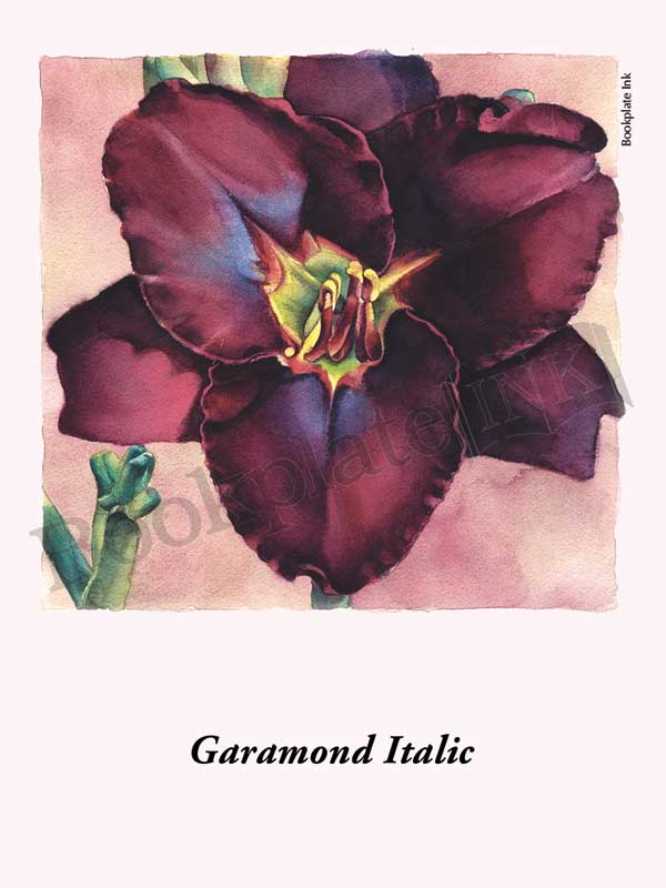 C115 - Daylily flower bookplate - Image 6