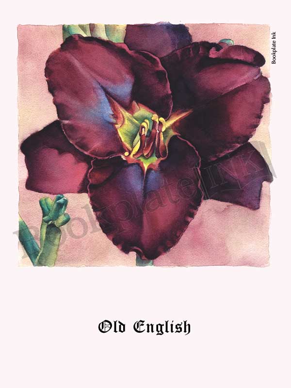 C115 - Daylily flower bookplate - Image 12