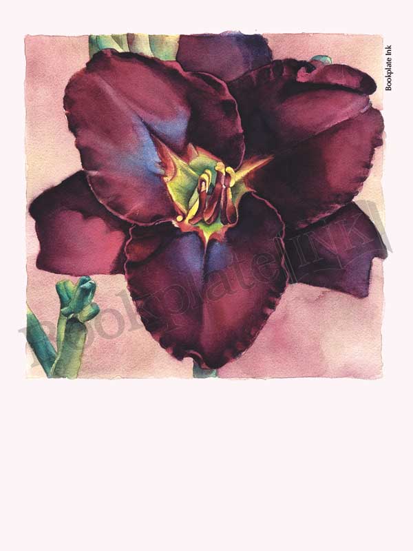 C115 - Daylily flower bookplate